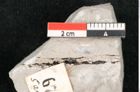 Foto (Detailansicht) von Callitris brongniartii Endl. (NHMW-GEO-2024-0188-6747)